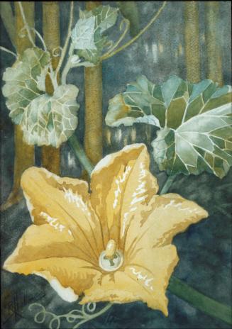 Pumpkin Blossom I
