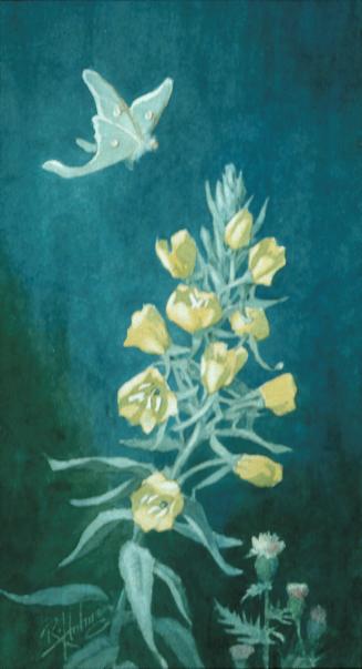 Evening Primrose