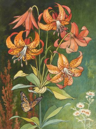 Michigan Lily