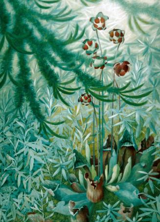 Pitcher Plant