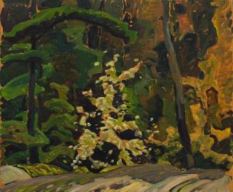Wild Cherry Blossoms