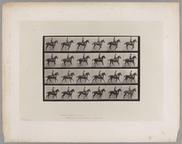 Animal Locomotion: Plate 616, "Daisy"