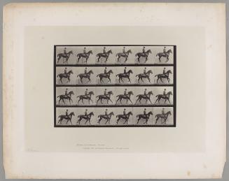 Animal Locomotion: Plate 616, "Daisy"