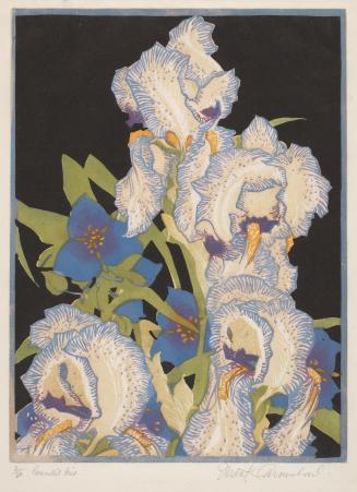 Pencilled Iris