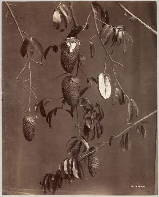 Soursop Fruit (Anonna Muricata or Corossol)