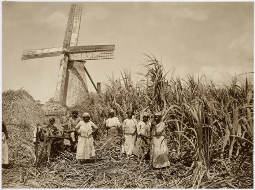 Sugar Cane Workers, Barbados