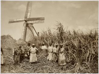 Sugar Cane Workers, Barbados