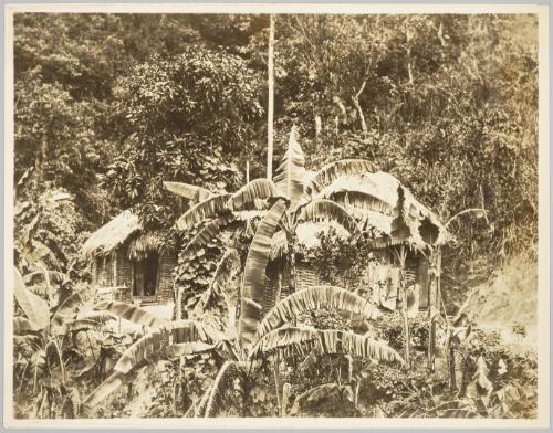Native Huts, Jamaica