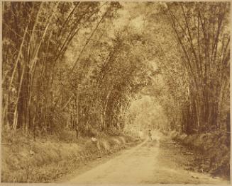 Bamboo Avenue, Holland Estate, St Elizabeth, Jamaica