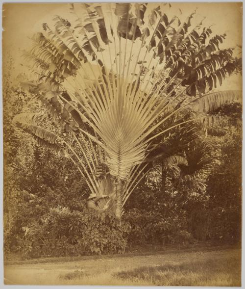 Travelers Tree, Sir Henry Blake drawing water, Jamaica