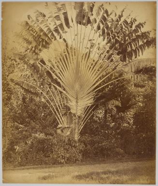 Travelers Tree, Sir Henry Blake drawing water, Jamaica