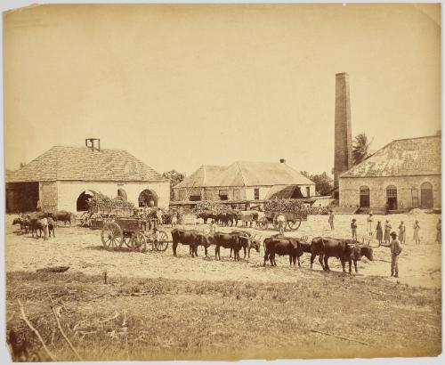 Llandovery Sugar Estate. St. Ann, Jamaica