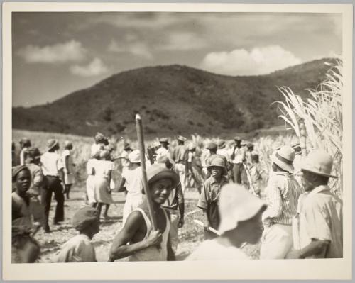 Buckley’s Riots, St. Kitts