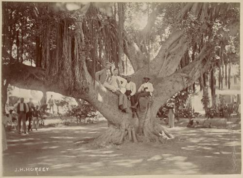 Men in a Banyan Tree, St Kitts