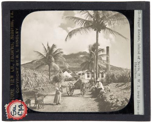 Sugar estate, Island of Nevis, B.W.I., Near Home of Hamilton