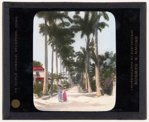A Street of Palms, Barbados