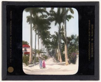 A Street of Palms, Barbados