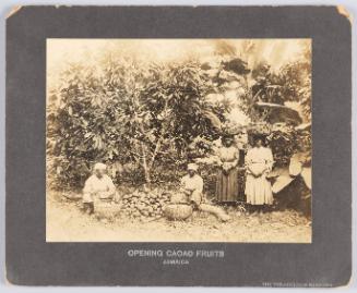 Opening Cacao Fruits, Jamaica
