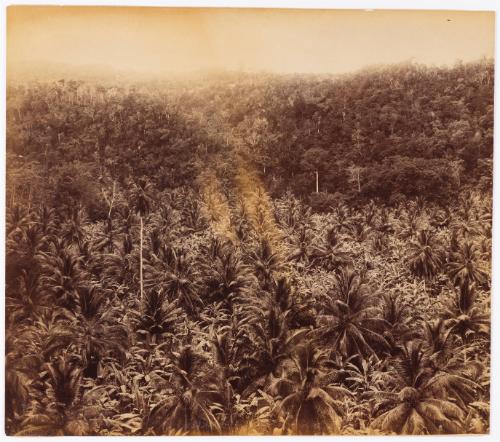 Cocoanut and Banana Valley, Oracabessa, St Mary, Jamaica