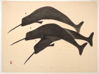 Three Narwhal