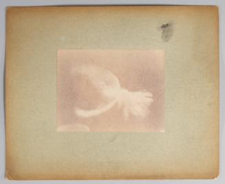 Chronophotographic study of the flight of a pigeon, taken with a camera with two alternating masked lenses (detail enlargement from study)