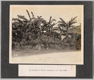 [A Banana Plantation Near Bog Walk]