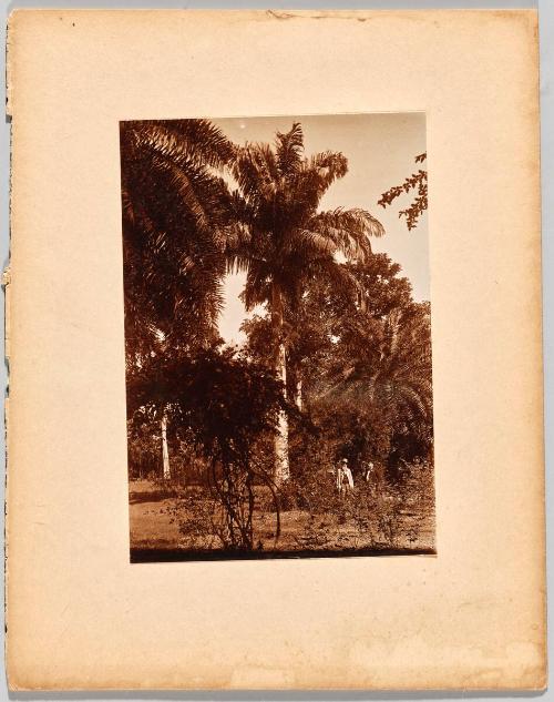 [gentlemen amongst trees]