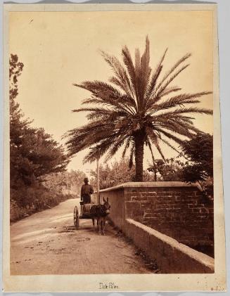 Date Palm, Bermuda, ca 1890