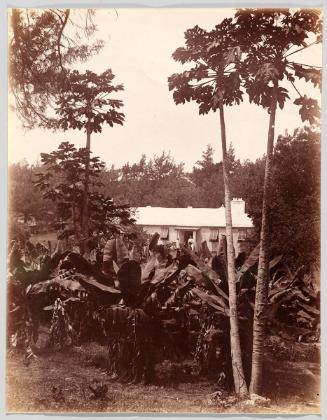 Coconuts & Bananas at Woodlands, Bermuda