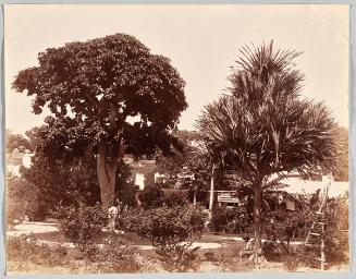 Monkey Puzzle Tree, Bermuda