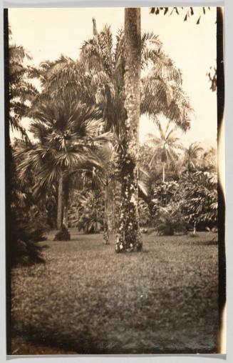 [2 men under palm tree]