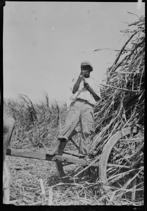 Sugar Cane Worker, Barbados, ca 1930