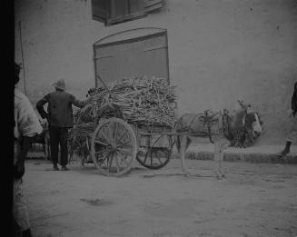 Sugar Cane Cart, Bridgetown, Barbados, 1906