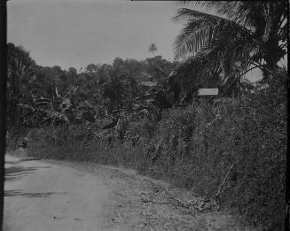 Country Road, Port Antonio, Jamaica, 1906