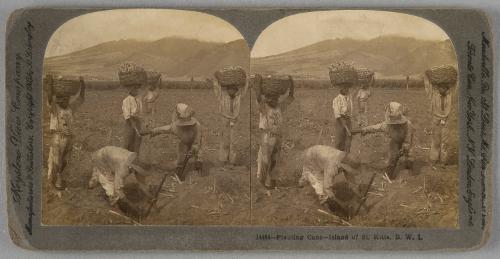 Planting Cane, St Kitts
