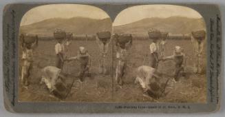 Planting Cane, St Kitts