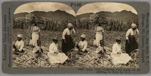 Preparing Selected Cane Stocks For Planting, St. Kitts