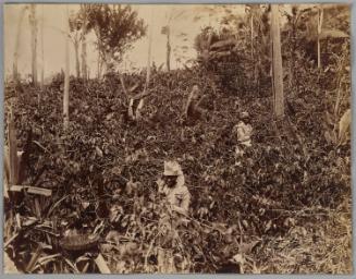 Harvesting Cocoa