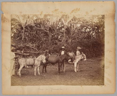 Going To Ground, Jamaica