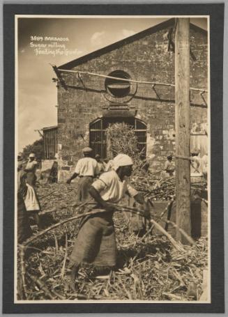 Feeding The Crusher At Sugar Mill, Barbados
