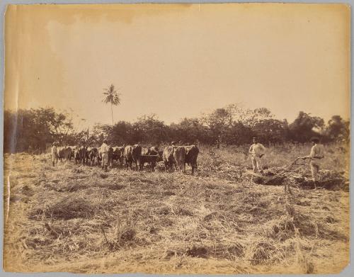 Ploughing The Cane Field at Orange Valley Estate, St Ann, Jamaica