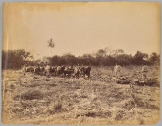 Ploughing The Cane Field at Orange Valley Estate, St Ann, Jamaica