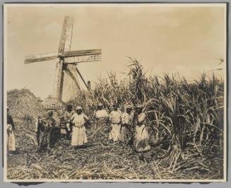 Cane Workers, Barbados