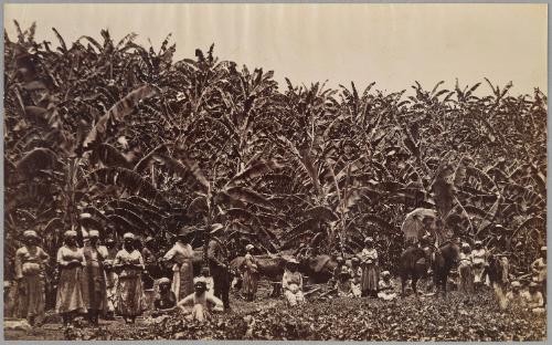 Banana Workers, Jamaica
