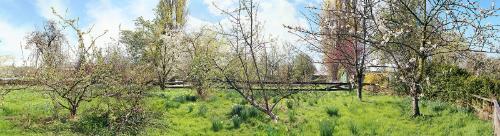 Orchard on Dr. Young's Property, 3226 W. 51st Vancouver