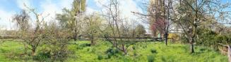 Orchard on Dr. Young's Property, 3226 W. 51st Vancouver