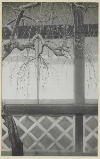 Side of Building and Cherry Blossom (version 2)