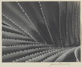 Plant Form, No. 5 - Armed Neutrality