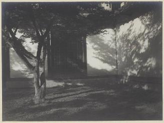 Shadows of Tress on Walls