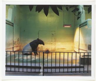 Malay Tapir. Brookfield, Illinois, USA